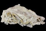 Jurassic Coral Colony Fossil - Germany #157338-1